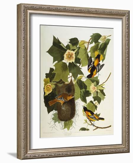 Baltimore Oriole. Northern Oriole (Icterus Galula), from 'The Birds of America'-John James Audubon-Framed Giclee Print