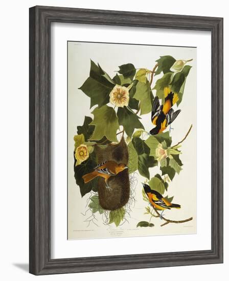 Baltimore Oriole. Northern Oriole (Icterus Galula), from 'The Birds of America'-John James Audubon-Framed Giclee Print