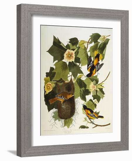 Baltimore Oriole. Northern Oriole (Icterus Galula), from 'The Birds of America'-John James Audubon-Framed Giclee Print