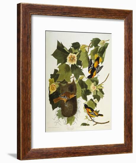 Baltimore Oriole. Northern Oriole (Icterus Galula), from 'The Birds of America'-John James Audubon-Framed Giclee Print