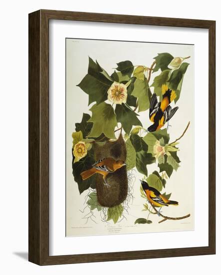 Baltimore Oriole. Northern Oriole (Icterus Galula), from 'The Birds of America'-John James Audubon-Framed Giclee Print