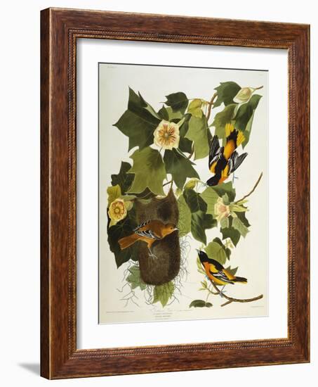 Baltimore Oriole. Northern Oriole (Icterus Galula), from 'The Birds of America'-John James Audubon-Framed Giclee Print