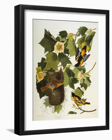 Baltimore Oriole. Northern Oriole (Icterus Galula), from 'The Birds of America'-John James Audubon-Framed Giclee Print