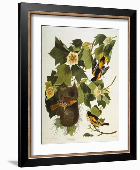 Baltimore Oriole. Northern Oriole (Icterus Galula), from 'The Birds of America'-John James Audubon-Framed Giclee Print