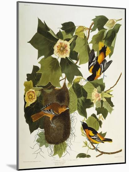 Baltimore Oriole. Northern Oriole (Icterus Galula), from 'The Birds of America'-John James Audubon-Mounted Giclee Print