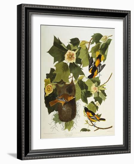 Baltimore Oriole. Northern Oriole (Icterus Galula), from 'The Birds of America'-John James Audubon-Framed Giclee Print