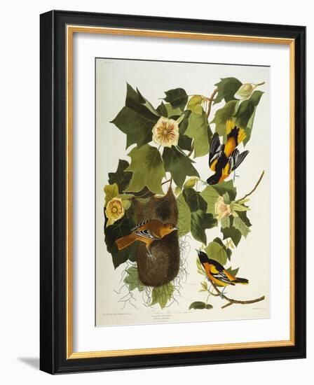 Baltimore Oriole. Northern Oriole (Icterus Galula), from 'The Birds of America'-John James Audubon-Framed Giclee Print