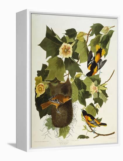 Baltimore Oriole. Northern Oriole (Icterus Galula), from 'The Birds of America'-John James Audubon-Framed Premier Image Canvas