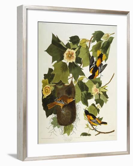 Baltimore Oriole. Northern Oriole (Icterus Galula), from 'The Birds of America'-John James Audubon-Framed Premium Giclee Print