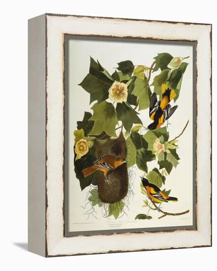 Baltimore Oriole. Northern Oriole (Icterus Galula), from 'The Birds of America'-John James Audubon-Framed Premier Image Canvas