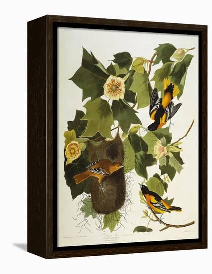 Baltimore Oriole. Northern Oriole (Icterus Galula), from 'The Birds of America'-John James Audubon-Framed Premier Image Canvas