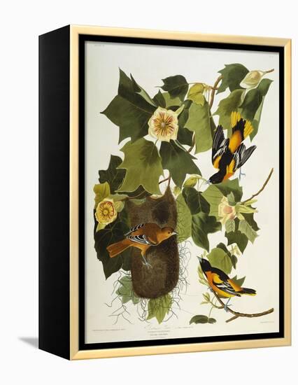 Baltimore Oriole. Northern Oriole (Icterus Galula), from 'The Birds of America'-John James Audubon-Framed Premier Image Canvas