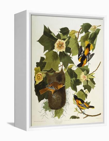 Baltimore Oriole. Northern Oriole (Icterus Galula), from 'The Birds of America'-John James Audubon-Framed Premier Image Canvas