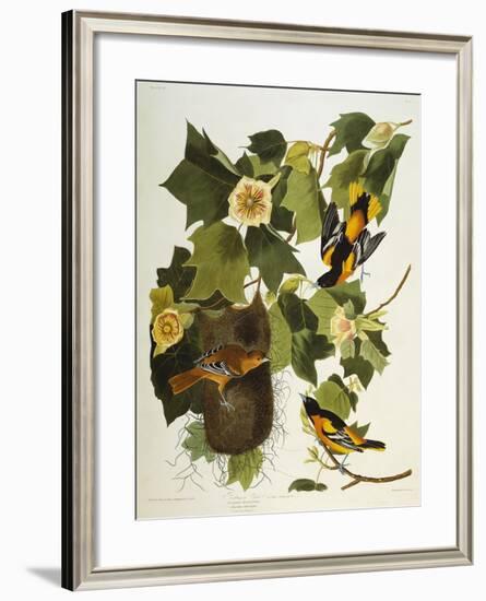 Baltimore Oriole. Northern Oriole (Icterus Galula), from 'The Birds of America'-John James Audubon-Framed Giclee Print