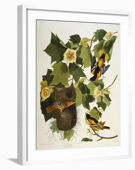 Baltimore Oriole. Northern Oriole (Icterus Galula), from 'The Birds of America'-John James Audubon-Framed Giclee Print