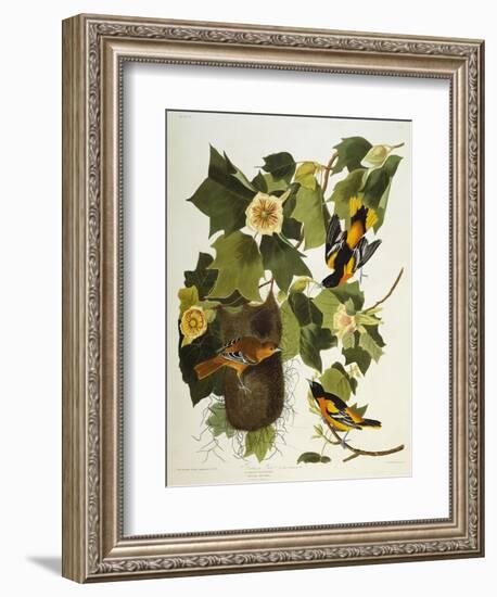 Baltimore Oriole. Northern Oriole (Icterus Galula), from 'The Birds of America'-John James Audubon-Framed Giclee Print