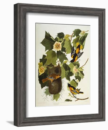 Baltimore Oriole. Northern Oriole (Icterus Galula), from 'The Birds of America'-John James Audubon-Framed Giclee Print