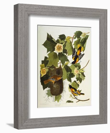 Baltimore Oriole. Northern Oriole (Icterus Galula), from 'The Birds of America'-John James Audubon-Framed Giclee Print