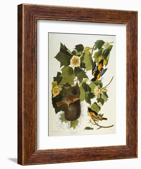 Baltimore Oriole. Northern Oriole (Icterus Galula), from 'The Birds of America'-John James Audubon-Framed Giclee Print