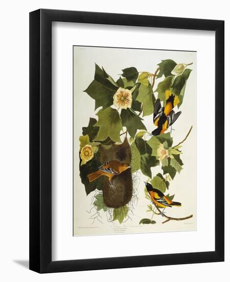 Baltimore Oriole. Northern Oriole (Icterus Galula), from 'The Birds of America'-John James Audubon-Framed Giclee Print