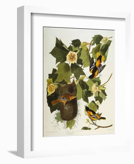 Baltimore Oriole. Northern Oriole (Icterus Galula), from 'The Birds of America'-John James Audubon-Framed Giclee Print