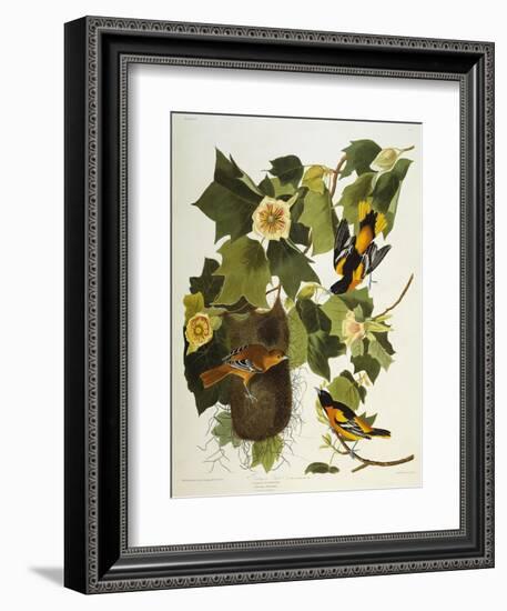 Baltimore Oriole. Northern Oriole (Icterus Galula), from 'The Birds of America'-John James Audubon-Framed Giclee Print