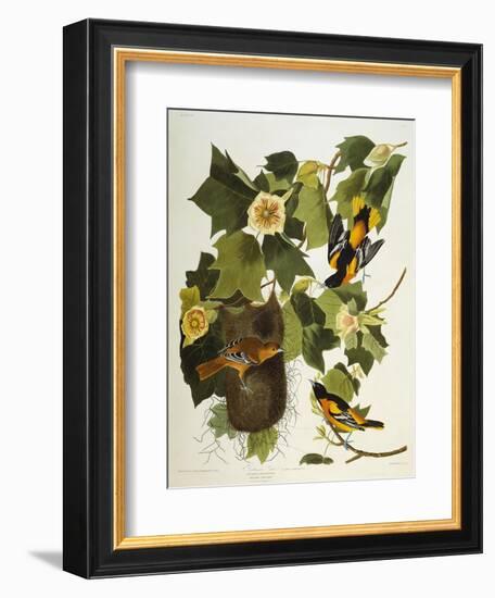 Baltimore Oriole. Northern Oriole (Icterus Galula), from 'The Birds of America'-John James Audubon-Framed Giclee Print