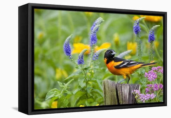 Baltimore Oriole on Post in Garden with Flowers, Marion, Illinois, Usa-Richard ans Susan Day-Framed Premier Image Canvas