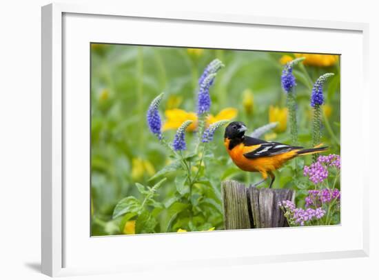 Baltimore Oriole on Post in Garden with Flowers, Marion, Illinois, Usa-Richard ans Susan Day-Framed Photographic Print