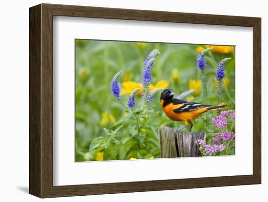 Baltimore Oriole on Post in Garden with Flowers, Marion, Illinois, Usa-Richard ans Susan Day-Framed Photographic Print