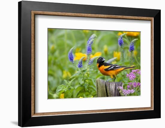 Baltimore Oriole on Post in Garden with Flowers, Marion, Illinois, Usa-Richard ans Susan Day-Framed Photographic Print