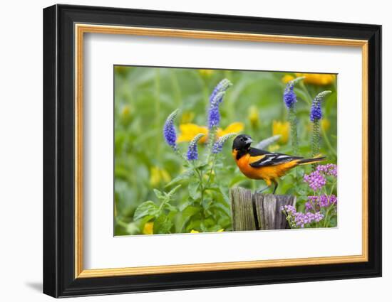 Baltimore Oriole on Post in Garden with Flowers, Marion, Illinois, Usa-Richard ans Susan Day-Framed Photographic Print