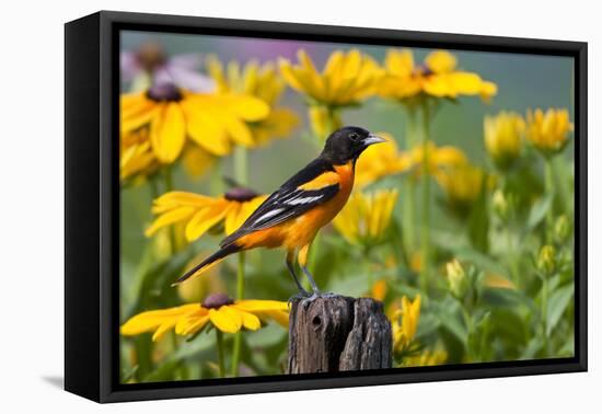 Baltimore Oriole on Post with Black-Eyed Susans, Marion, Illinois, Usa-Richard ans Susan Day-Framed Premier Image Canvas