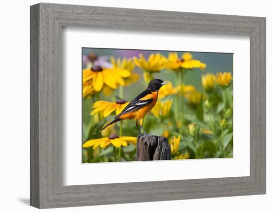 Baltimore Oriole on Post with Black-Eyed Susans, Marion, Illinois, Usa-Richard ans Susan Day-Framed Photographic Print