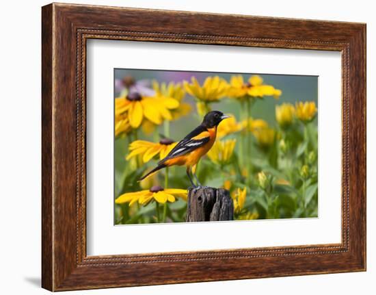 Baltimore Oriole on Post with Black-Eyed Susans, Marion, Illinois, Usa-Richard ans Susan Day-Framed Photographic Print