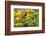 Baltimore Oriole on Post with Black-Eyed Susans, Marion, Illinois, Usa-Richard ans Susan Day-Framed Photographic Print