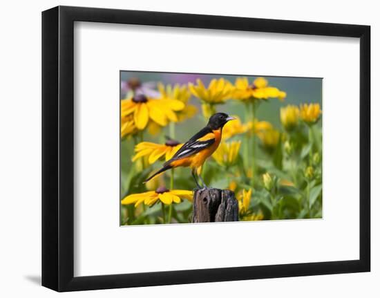 Baltimore Oriole on Post with Black-Eyed Susans, Marion, Illinois, Usa-Richard ans Susan Day-Framed Photographic Print