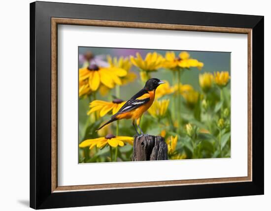 Baltimore Oriole on Post with Black-Eyed Susans, Marion, Illinois, Usa-Richard ans Susan Day-Framed Photographic Print