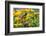 Baltimore Oriole on Post with Black-Eyed Susans, Marion, Illinois, Usa-Richard ans Susan Day-Framed Photographic Print