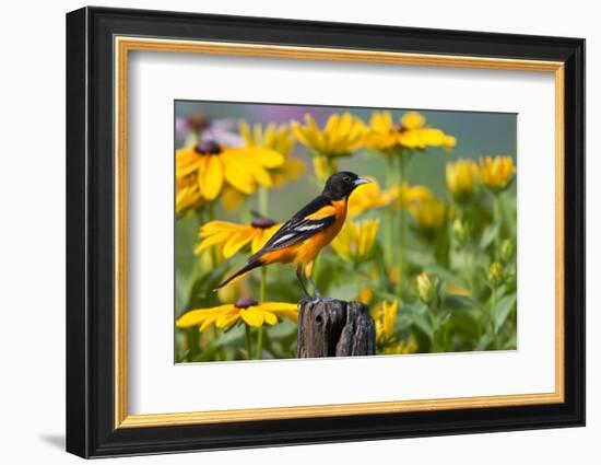 Baltimore Oriole on Post with Black-Eyed Susans, Marion, Illinois, Usa-Richard ans Susan Day-Framed Photographic Print