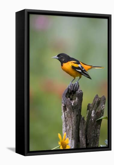 Baltimore Oriole on Wooden Fence in a Garden, Marion, Illinois, Usa-Richard ans Susan Day-Framed Premier Image Canvas