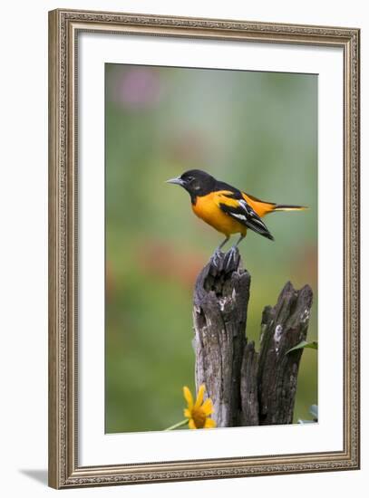 Baltimore Oriole on Wooden Fence in a Garden, Marion, Illinois, Usa-Richard ans Susan Day-Framed Photographic Print