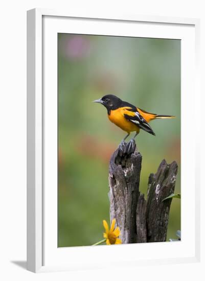 Baltimore Oriole on Wooden Fence in a Garden, Marion, Illinois, Usa-Richard ans Susan Day-Framed Photographic Print