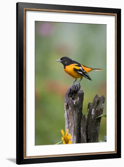 Baltimore Oriole on Wooden Fence in a Garden, Marion, Illinois, Usa-Richard ans Susan Day-Framed Photographic Print