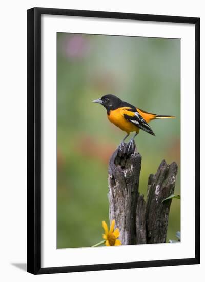 Baltimore Oriole on Wooden Fence in a Garden, Marion, Illinois, Usa-Richard ans Susan Day-Framed Photographic Print