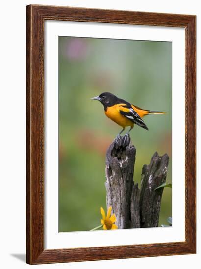 Baltimore Oriole on Wooden Fence in a Garden, Marion, Illinois, Usa-Richard ans Susan Day-Framed Photographic Print