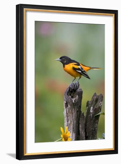 Baltimore Oriole on Wooden Fence in a Garden, Marion, Illinois, Usa-Richard ans Susan Day-Framed Photographic Print