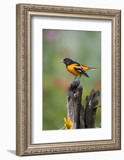 Baltimore Oriole on Wooden Fence in a Garden, Marion, Illinois, Usa-Richard ans Susan Day-Framed Photographic Print