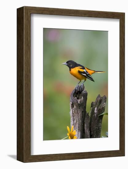 Baltimore Oriole on Wooden Fence in a Garden, Marion, Illinois, Usa-Richard ans Susan Day-Framed Photographic Print