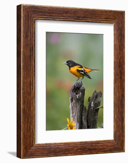 Baltimore Oriole on Wooden Fence in a Garden, Marion, Illinois, Usa-Richard ans Susan Day-Framed Photographic Print